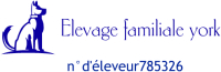 MINI ELEVAGE YORKSHIRE TERRIER