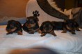 /album/chiot-disponible-fin-fevrier-/dsc-0118-jpg/