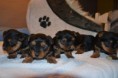 /album/chiot-disponible-fin-fevrier-/dsc-0119-jpg/