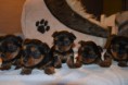 /album/chiot-disponible-fin-fevrier-/dsc-0120-jpg/