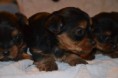 /album/chiot-disponible-fin-fevrier-/dsc-0121-jpg/