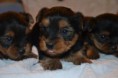 /album/chiot-disponible-fin-fevrier-/dsc-0122-jpg/