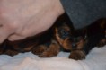 /album/chiot-disponible-fin-fevrier-/dsc-0123-jpg/