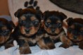 /album/chiot-disponible-fin-fevrier-/dsc-0124-jpg/