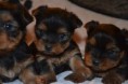 /album/chiot-disponible-fin-fevrier-/dsc-0125-jpg/