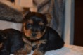 /album/chiot-disponible-fin-fevrier-/dsc-0127-jpg/