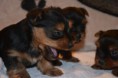 /album/chiot-disponible-fin-fevrier-/dsc-0128-jpg/